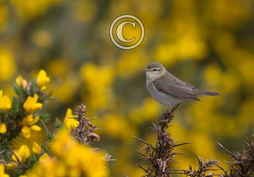  Willow Warbler DM1831